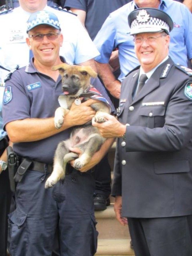 Слишком доброго щенка исключили из австралийской полицейской академии
