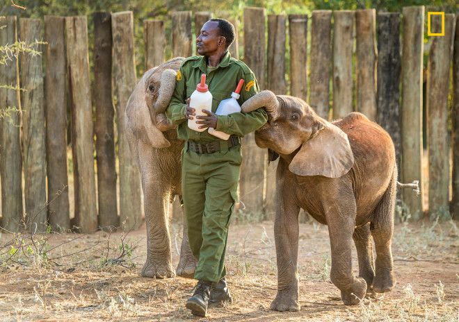 Слоновий приют в северной Кении