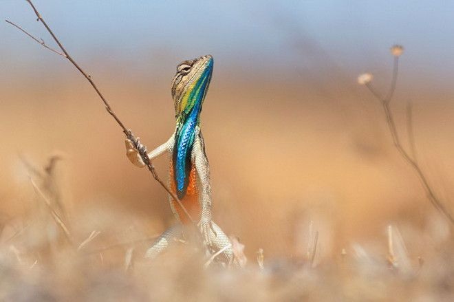 Конкурс на самое забавное фото диких животных The Comedy Wildlife Photography Awards 2016