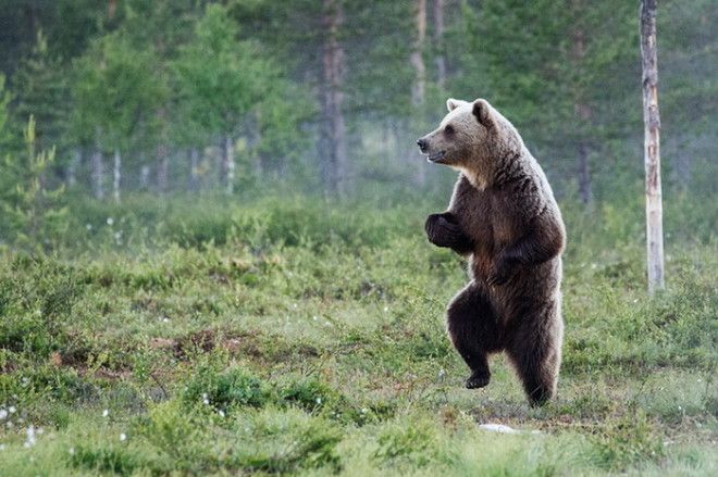 Конкурс на самое забавное фото диких животных The Comedy Wildlife Photography Awards 2016