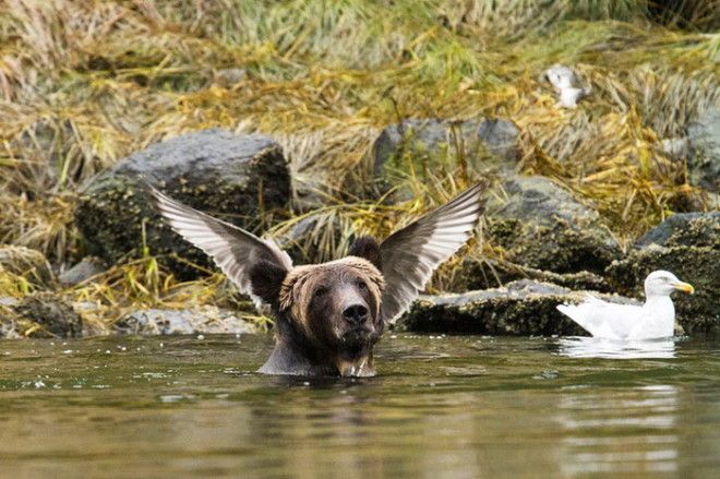 Конкурс на самое забавное фото диких животных The Comedy Wildlife Photography Awards 2016