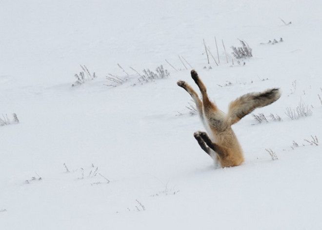 Конкурс на самое забавное фото диких животных The Comedy Wildlife Photography Awards 2016