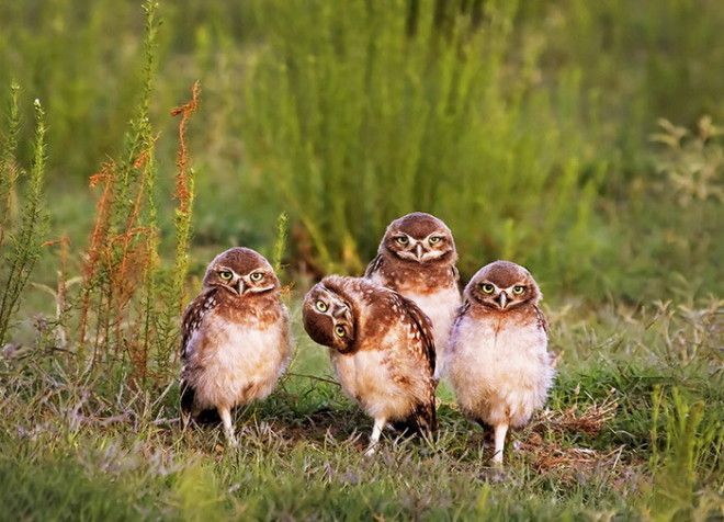 Конкурс на самое забавное фото диких животных The Comedy Wildlife Photography Awards 2016