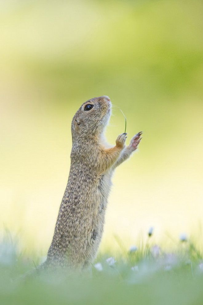 Конкурс на самое забавное фото диких животных The Comedy Wildlife Photography Awards 2016