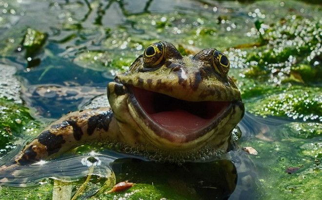 Конкурс на самое забавное фото диких животных The Comedy Wildlife Photography Awards 2016