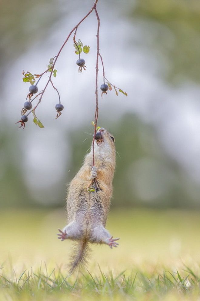 Конкурс на самое забавное фото диких животных The Comedy Wildlife Photography Awards 2016