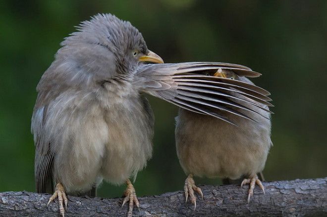 Конкурс на самое забавное фото диких животных The Comedy Wildlife Photography Awards 2016