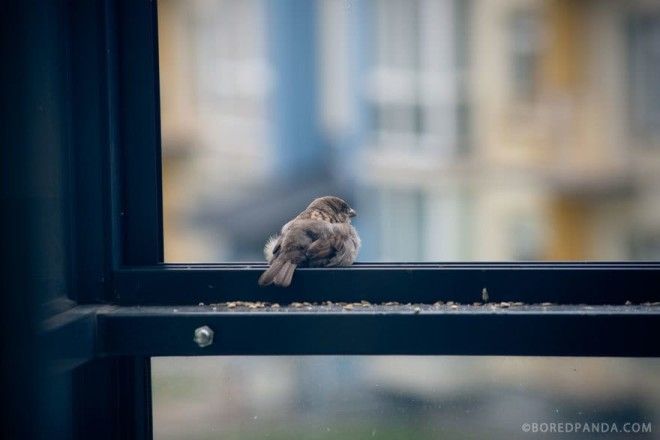 Они нашли этого слепого воробья у себя на балконе после грозы 