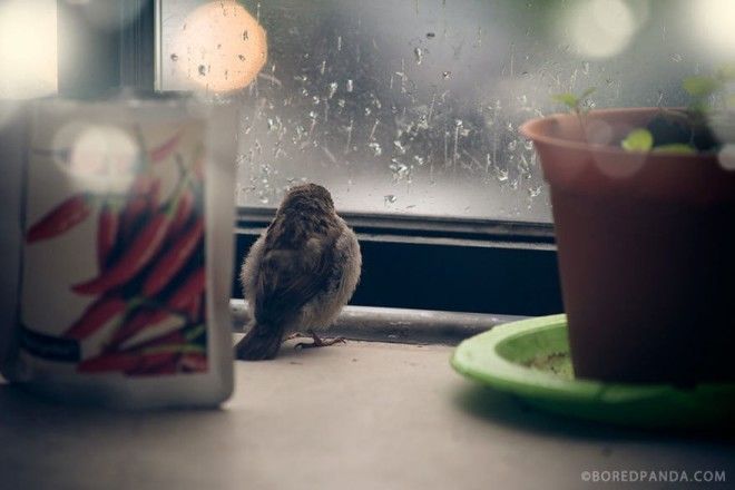 Они нашли этого слепого воробья у себя на балконе после грозы 