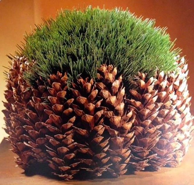 Горшок для декоративной травы из шишек