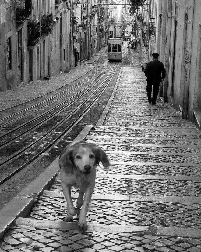 Лиссабон в уличных фотографиях Руи Палья 12