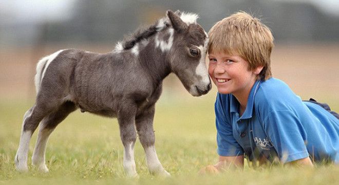 15 крошечных лошадок, похожих на игрушки животные, лошадки, милые