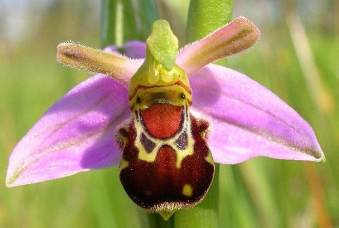 Орхидея Смеющийся шмель Ophrys bomybliflora интересное цветы в мире юмор