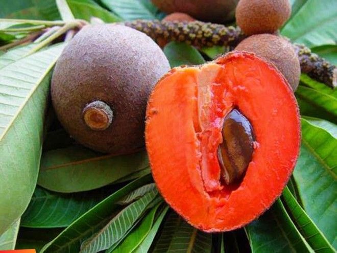 17 самых экзотических фруктов которые вам точно не доводилось пробовать 