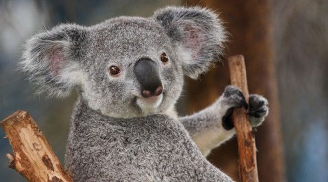 Коалы Квинтэссенция милоты. Крохотные коалы с большой головой с круглыми, пушистыми ушами и большим носом сохраняют на мордочке выражение невинности даже в момент шалостей.