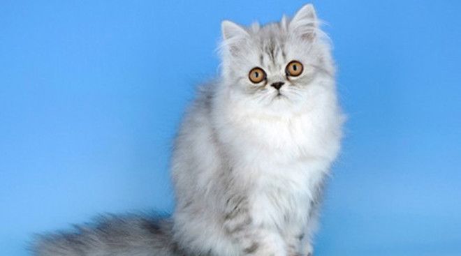 Персидские кошки Надо признать, что симпатичны абсолютно все породы кошек. Мы решили остановиться на персидских просто потому, что нам они нравятся больше прочих!