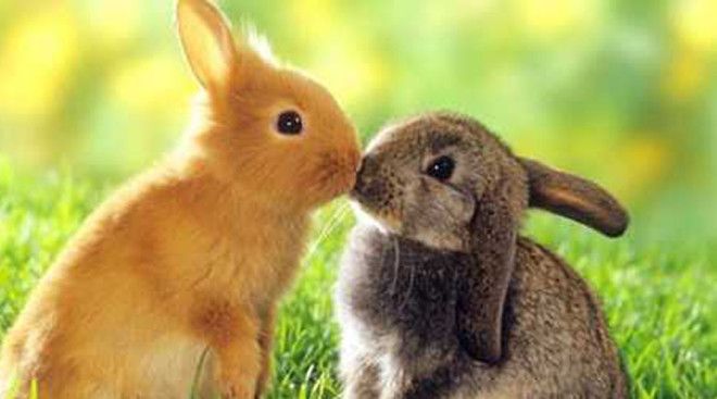 Кролики Не удивляйтесь, но эти маленькие миловидные травоядные млекопитающие занимают третье место по популярности в списке домашних любимцев. Ухаживать за ними проще простого.