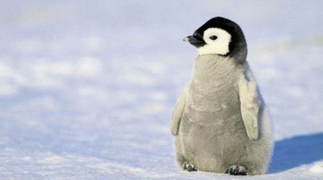 Пингвинята Что может быть милее пингвина? Птенец пингвина! Они напоминают миниатюрную версию взрослых птиц и покемонов одновременно.