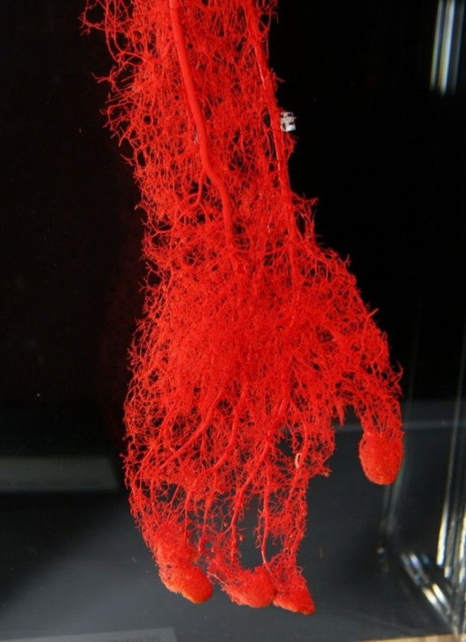 8. Так выглядят кровеносные сосуды в руке человека в мире, люди, фото