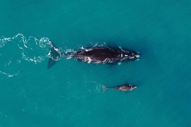Южный кит и китенок у берегов Западной Австралии