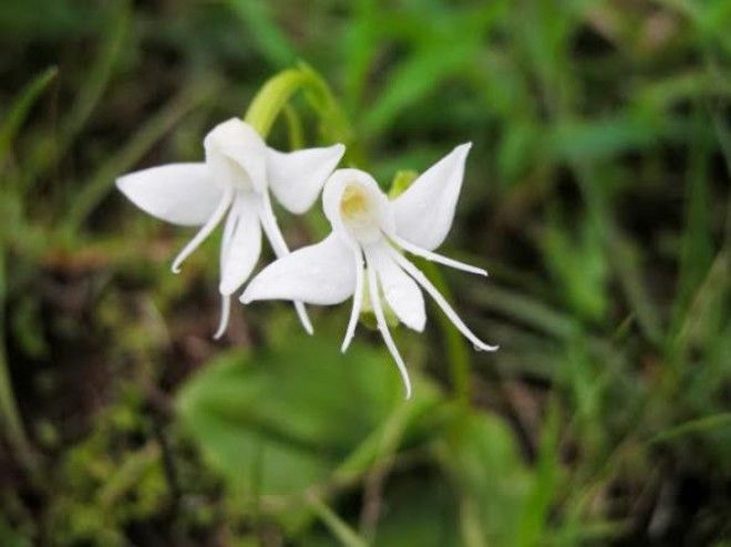 Ангелочки Habenaria Grandifloriformis интересное цветы в мире юмор