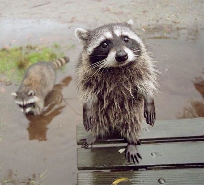 adorable-cute-raccoons-68-595642de22445__700_tumb_660.jpg