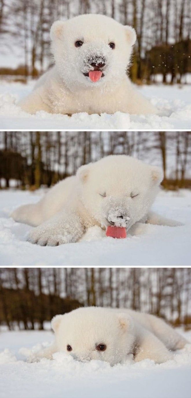 This Baby Polar Bear Saw Snow For The First Time