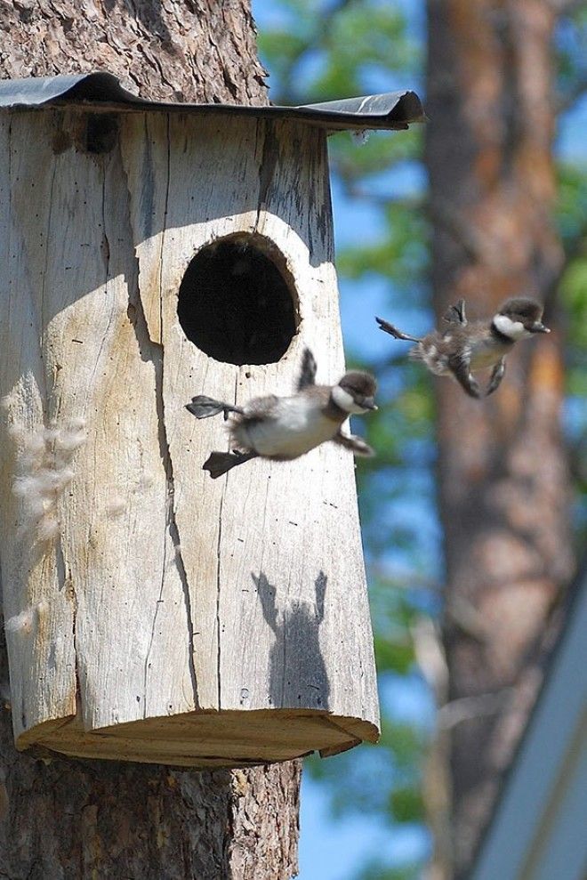 Two Baby Common Goldeneye Ducks Leave The Nest For The First Time