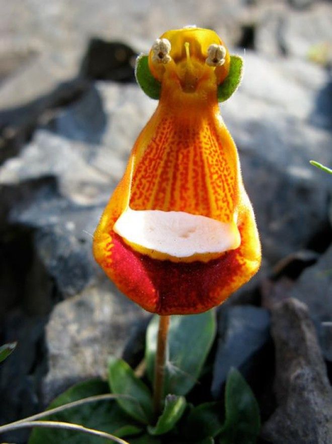 Счастливый инопланетянин Calceolaria Uniflora интересное цветы в мире юмор