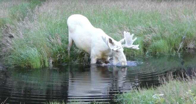 Исследователь из Швеции сумел заснять очень редкого зверя - белого лося