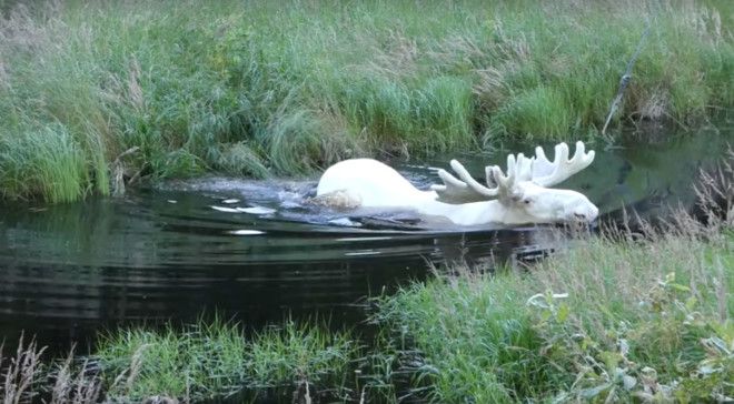 Исследователь из Швеции сумел заснять очень редкого зверя - белого лося