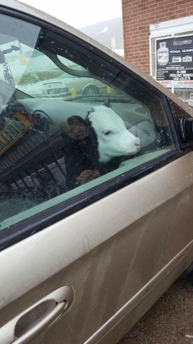 Baby Cows Like Car Rides Too