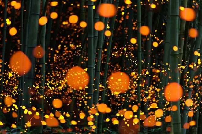 Long Exposure Of Fireflies In A Forest Japan