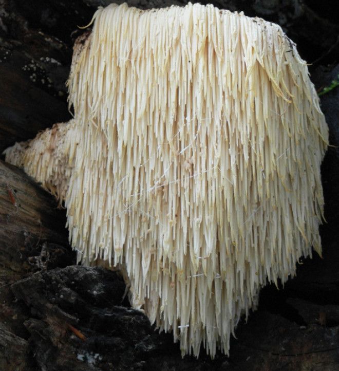 Ежевик гребенчатый В Азии этот гриб весьма ценят на кухне. Хотя он и на гриб-то не похож, скорее, на сталактиты, свисающие со скального потолка!