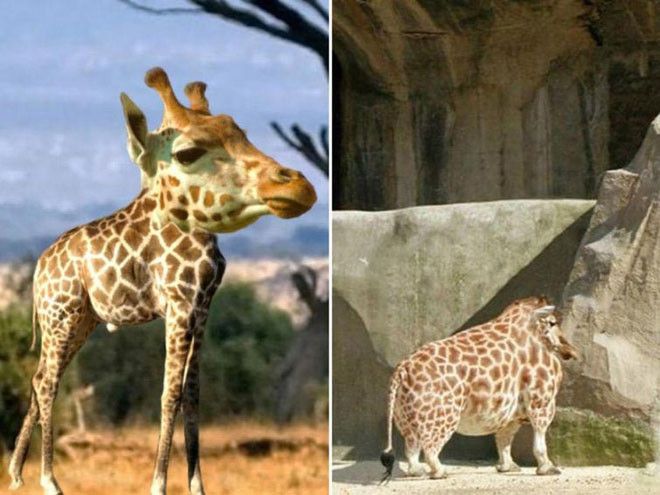Как могли бы выглядеть животные, если бы у них не было шеи