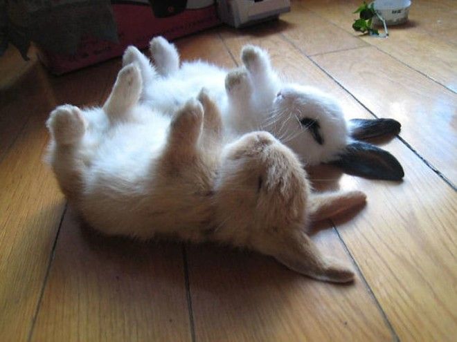 cutest-bunny-rabbits-01_tumb_660.jpg