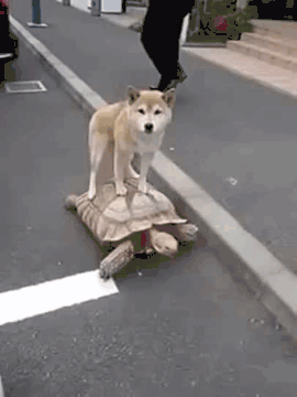 Shiba Inu Rides A Tortoise