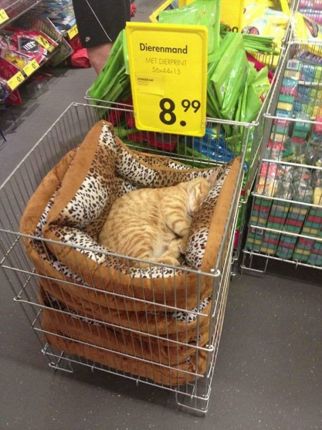 Just A Chilling Cat Giving Zero Fcks In A Local Store