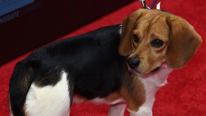 13 знаменитых собак, снявшиеся в кино