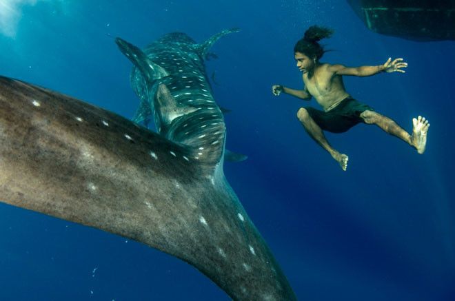 Добродушный морской гигант: китовая акула