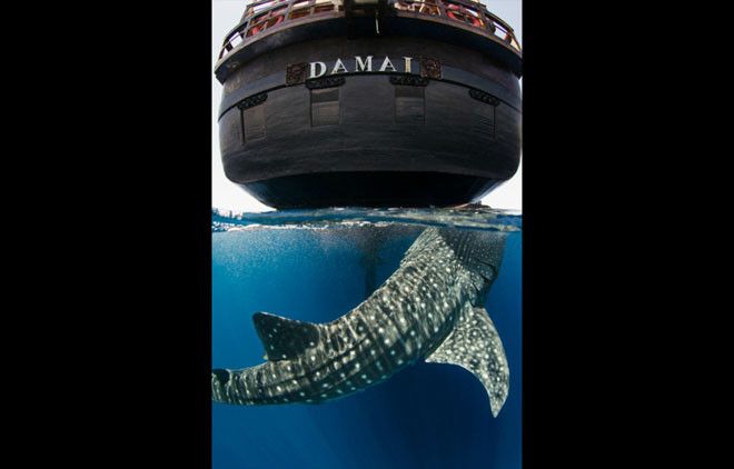 Добродушный морской гигант: китовая акула