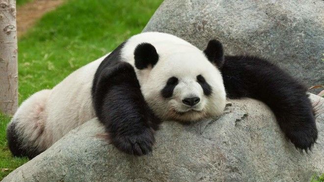 lazy-panda-pictures-wallpapers-cute-animal-panda-pictures_tumb_660.jpg