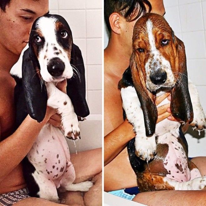 Basset Baby Bath Time beauregardbasset