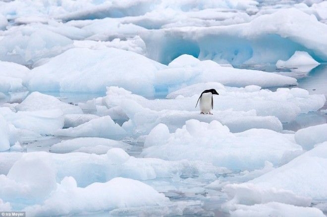 Фотограф Айра Мейер поделилась лучшими кадрами пингвинов за 10 лет работы