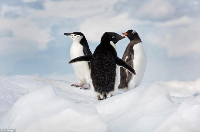 Фотограф Айра Мейер поделилась лучшими кадрами пингвинов за 10 лет работы