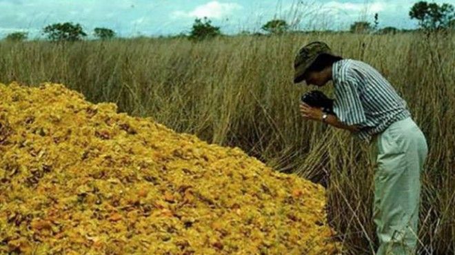 SОни разбросали тысячи тонн апельсинов Посмотрите что стало через 16 лет