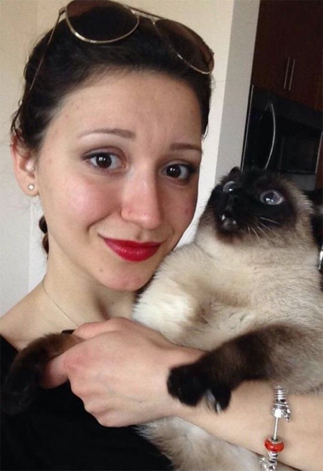 25 смешнейших кошек которые не хотели делать селфи со своими владельцами