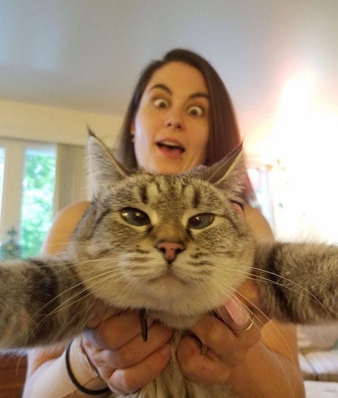 25 смешнейших кошек которые не хотели делать селфи со своими владельцами