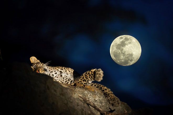 Завораживающие кадры ночной Африки