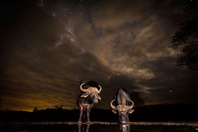 Завораживающие кадры ночной Африки